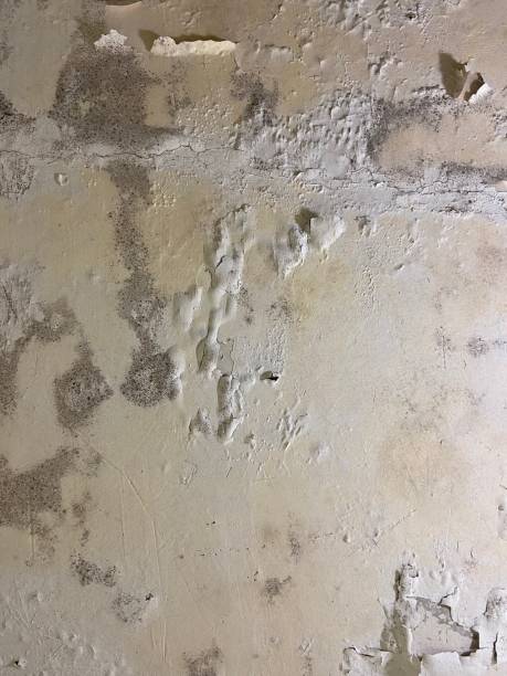 Best Commercial Mold Remediation in Whiteville, NC