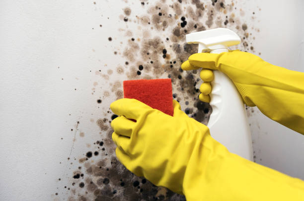 Best Mold Remediation for Specific Building Types in Whiteville, NC